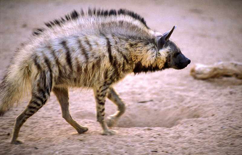 striped-hyena